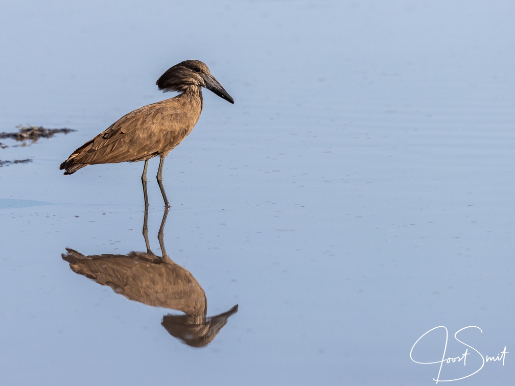 Hamerkop mirror