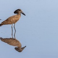 Hamerkop mirror