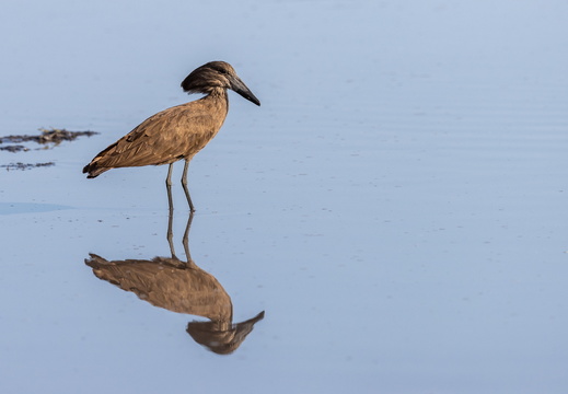 Hamerkop mirror