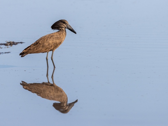 Hamerkop mirror