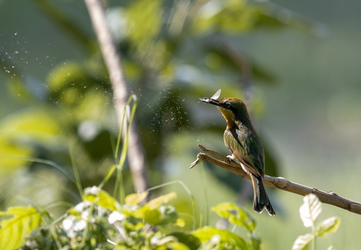 Little bee-eater catches an insect
