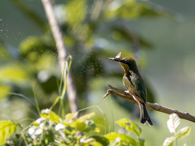 Little bee-eater catches an insect