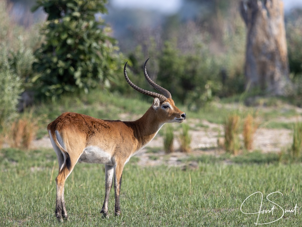 Male red lechwe