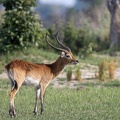 Male red lechwe