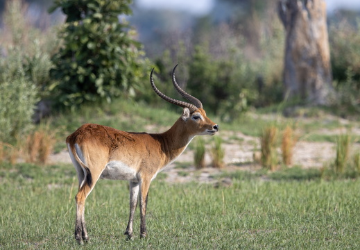 Male red lechwe