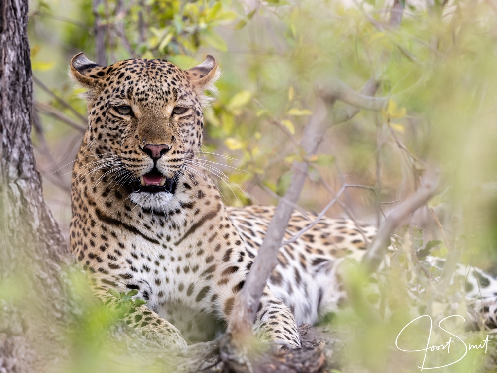 Leopard camouflaged in the bush