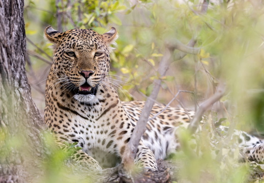 Leopard camouflaged in the bush