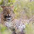 Leopard camouflaged in the bush.jpg