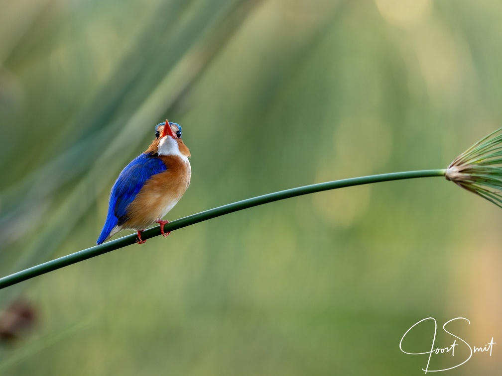 Malachite kingfisher on a papyrus stem