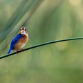 Malachite kingfisher on a papyrus stem