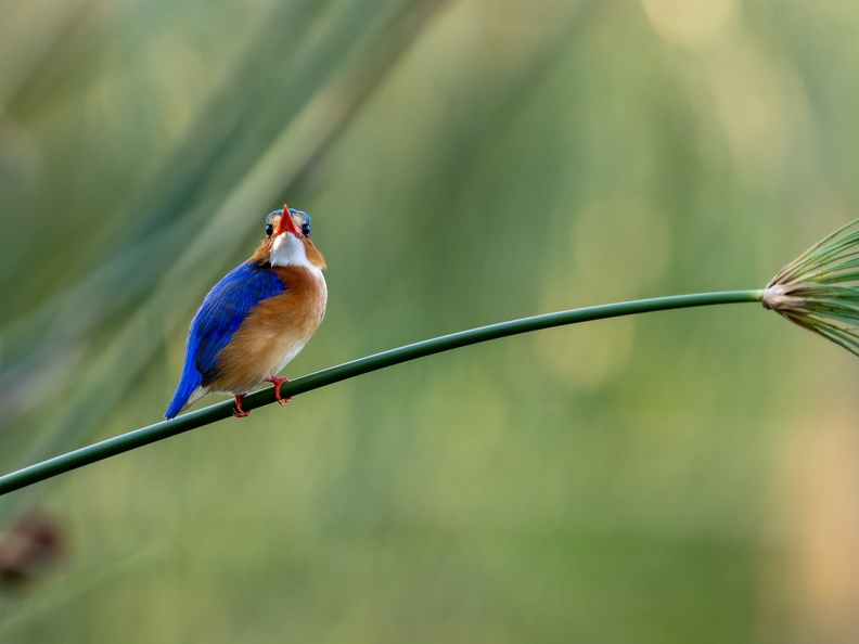Malachite kingfisher on a papyrus stem