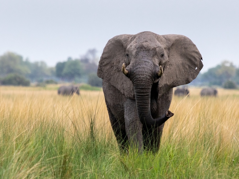 Elephant in the open grasslands