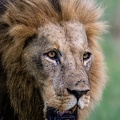 Portrait of a male lion in the Okavango