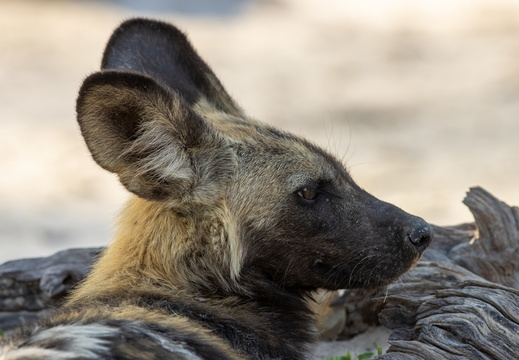 Wild dog close-up