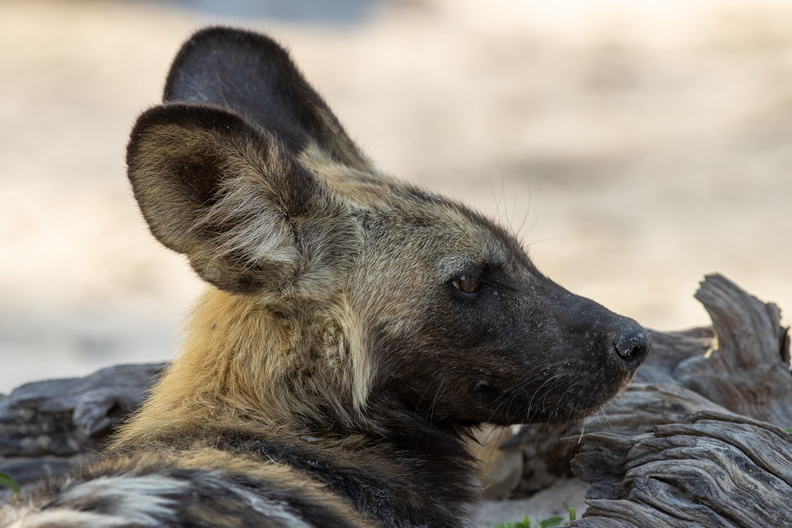 Wild dog close-up.jpg