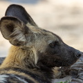 Wild dog close-up.jpg