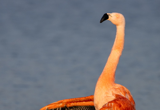 Flamingo in de Groenzoom