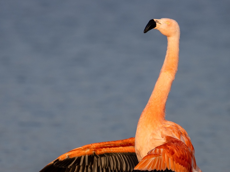 Flamingo in de Groenzoom