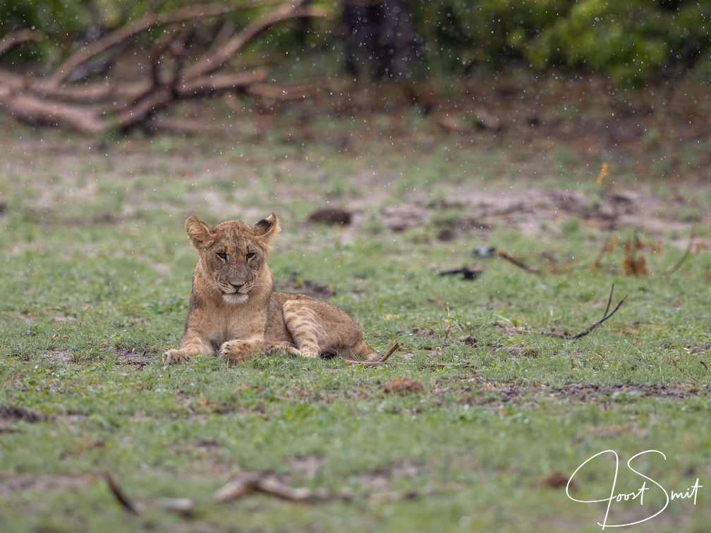 Lion in the rain