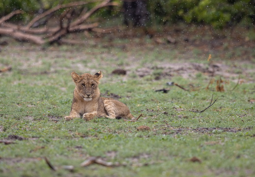 Lion in the rain