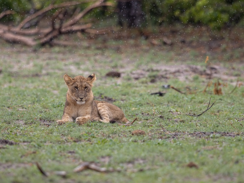 Lion in the rain
