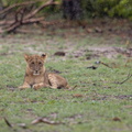Lion in the rain-Piwigo_lightroom-2.jpg