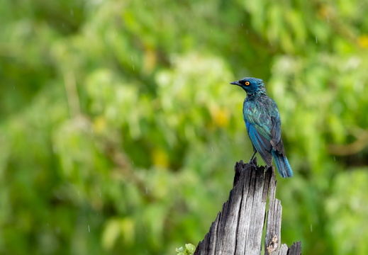 Glossy starling in the rain