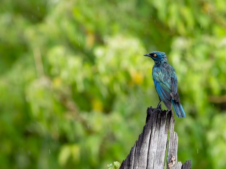 Glossy starling in the rain