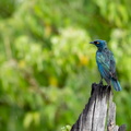 Glossy starling in the rain.jpg