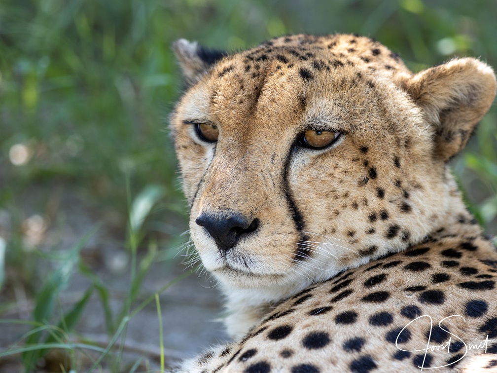 Cheetah close-up