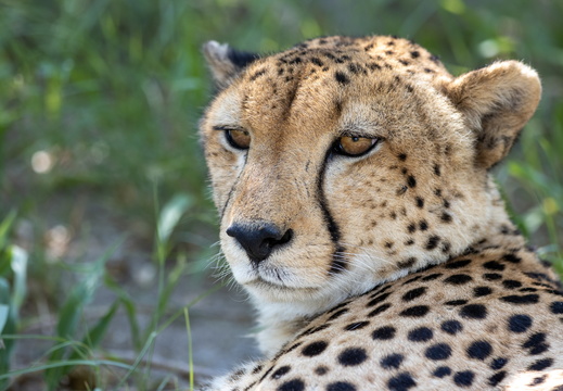 Cheetah close-up