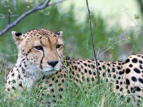 Cheetah