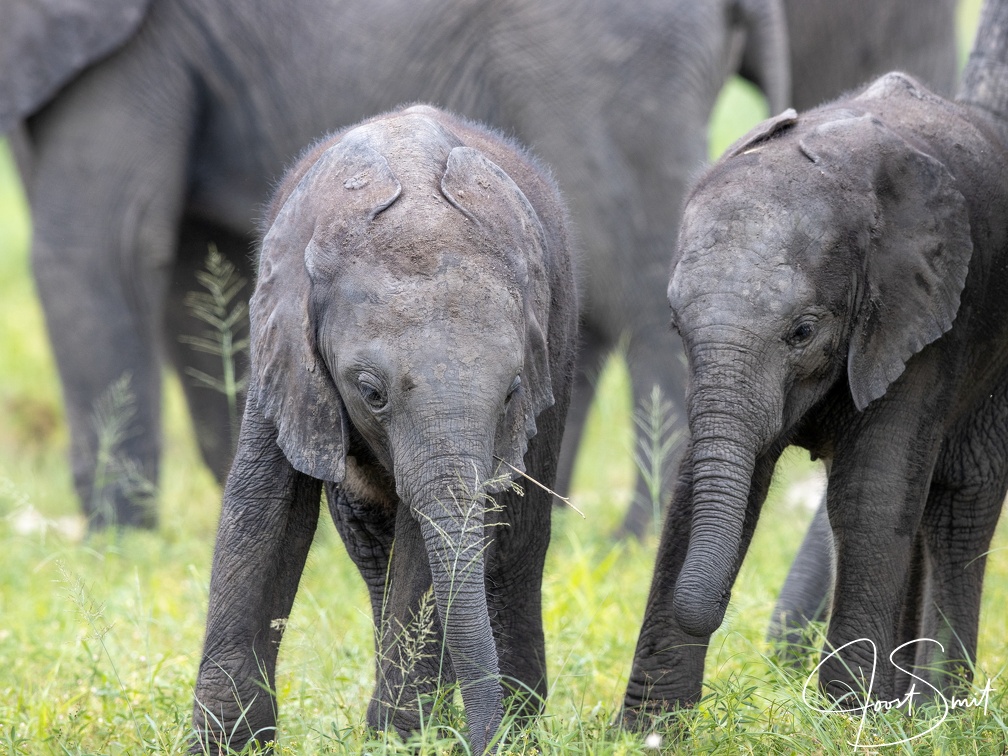 Baby elephants