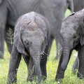 Baby elephants