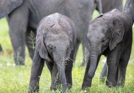 Baby elephants