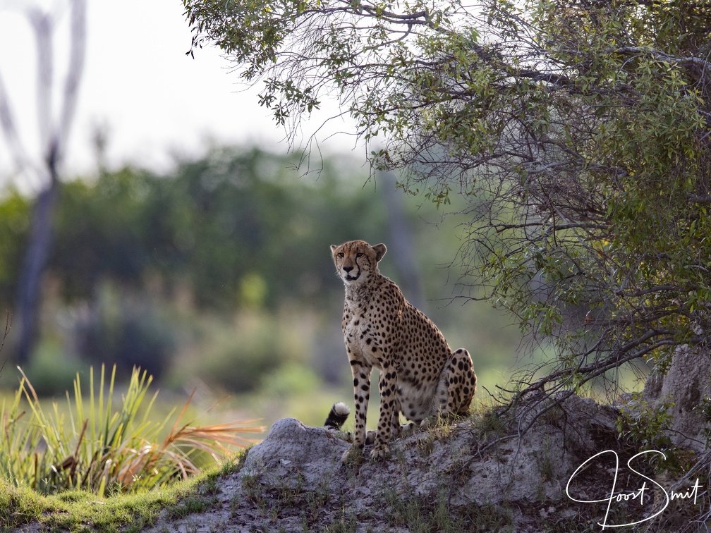 Cheeatah on the look-out