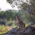 Cheeatah on the look-out