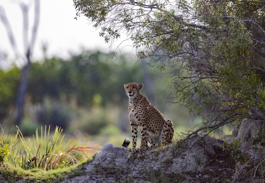 Cheeatah on the look-out