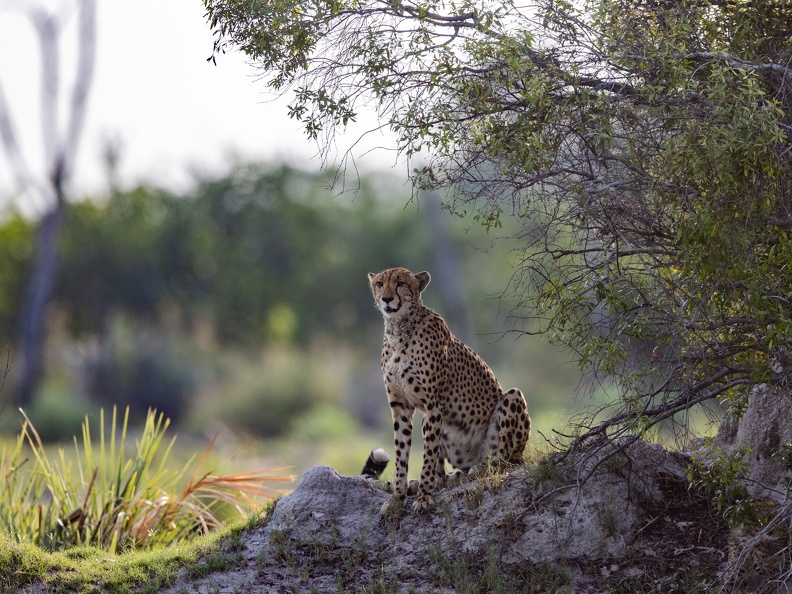 Cheeatah on the look-out