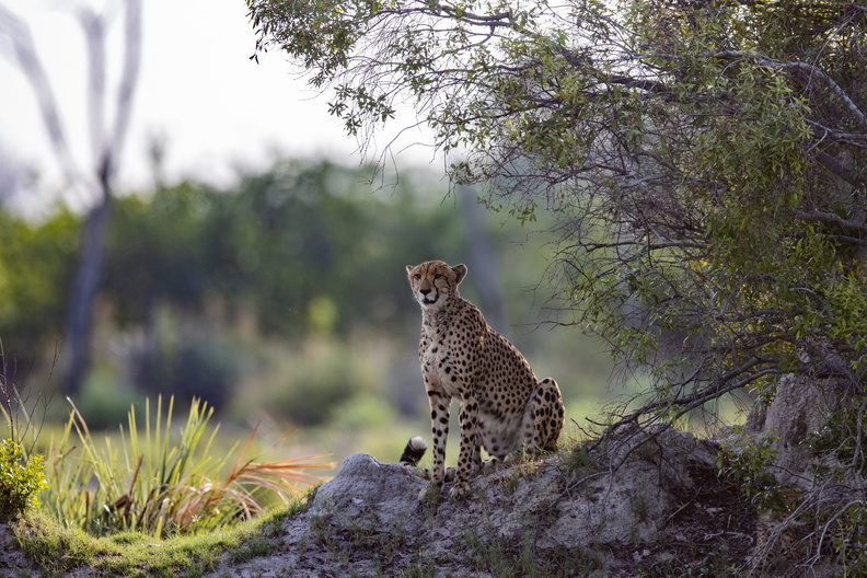 Cheeatah on the look-out.jpg