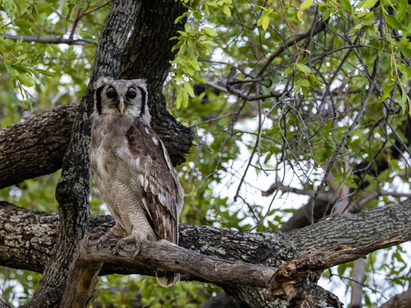Giant Eagle Owl