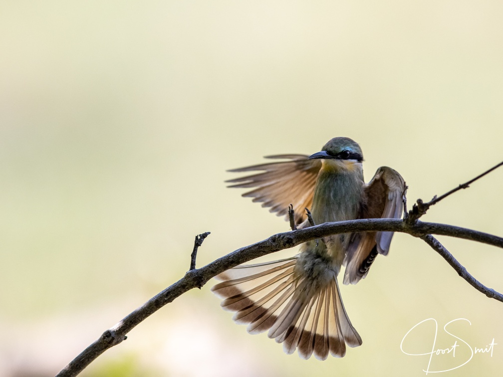 Little bee-eater