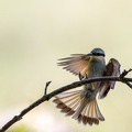 Little bee-eater