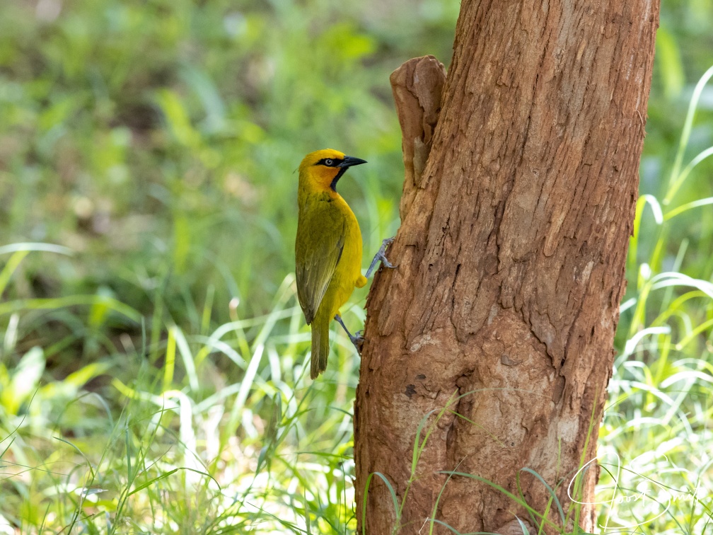 Spectacled weaver on a tree