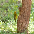 Spectacled weaver on a tree