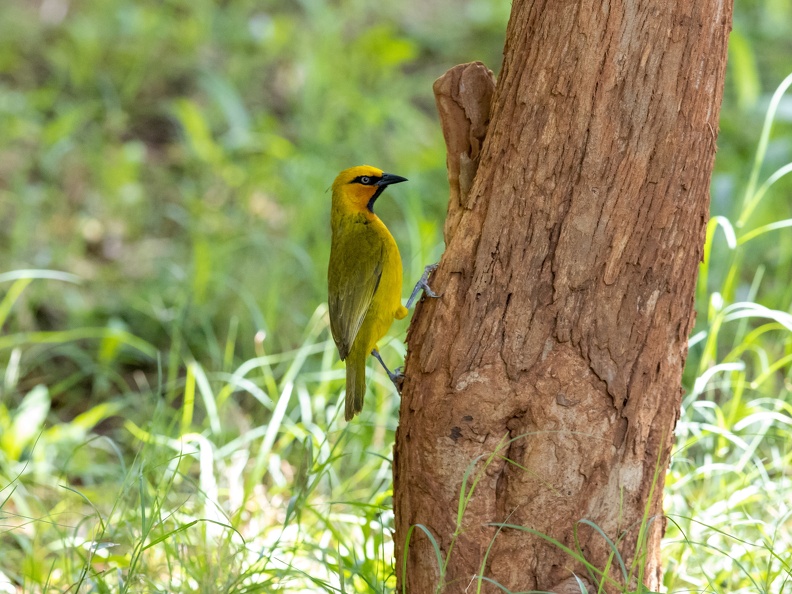 Spectacled weaver on a tree