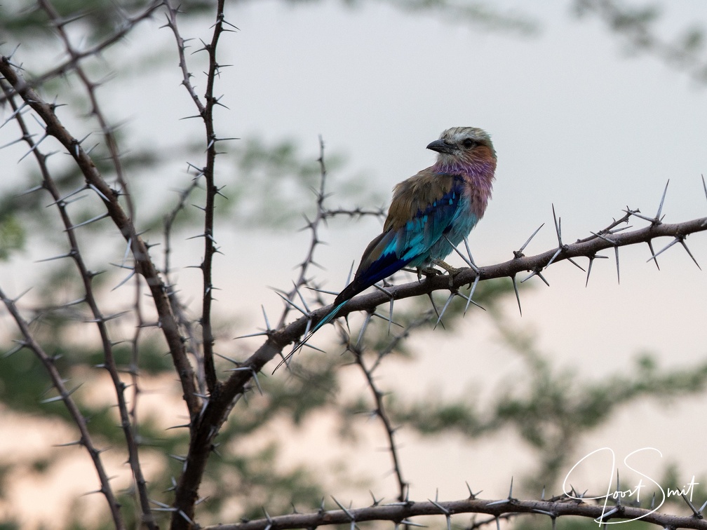 Lilac-breasted roller