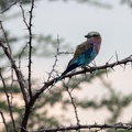 Lilac-breasted roller
