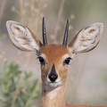 Steenbok close-up