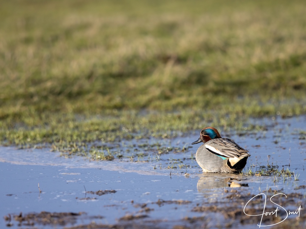 Wintertaling in de groenzoom